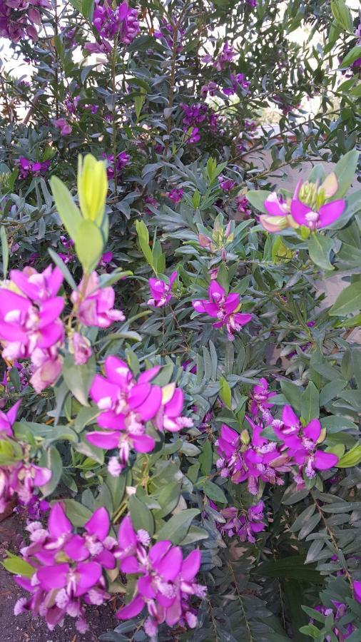 Il Giardino Del Nespolo Bed & Breakfast Alghero Dış mekan fotoğraf