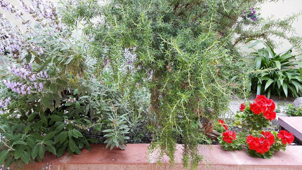 Il Giardino Del Nespolo Bed & Breakfast Alghero Dış mekan fotoğraf