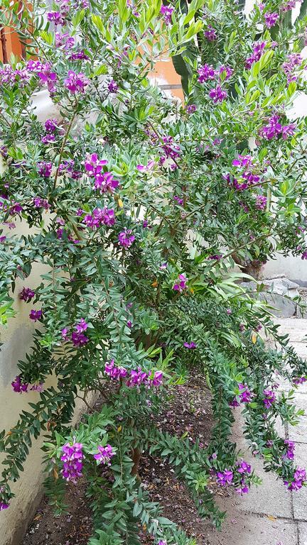 Il Giardino Del Nespolo Bed & Breakfast Alghero Dış mekan fotoğraf